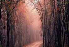 What are the causes of the emergence of depression